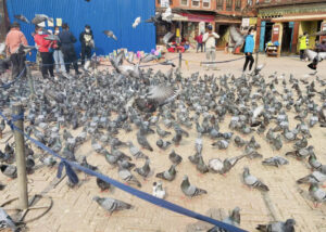 Boudhanath Pigeons