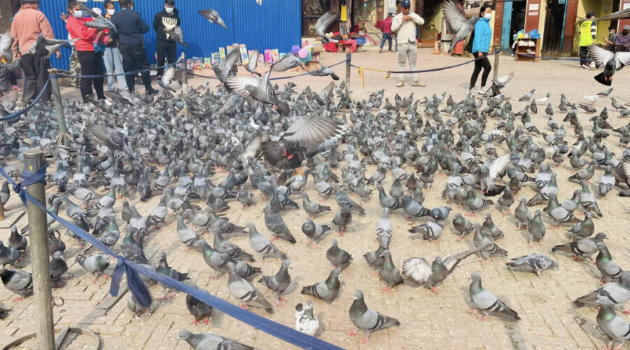 Boudhanath Pigeons