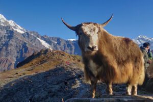 Nepal 10 days Deluxe Tour Package