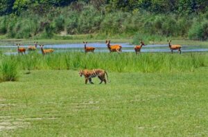 Shuklaphanta National Park