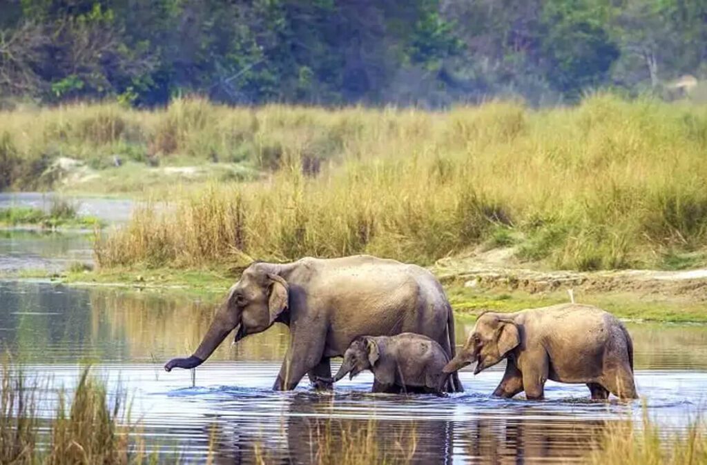 bardia national park