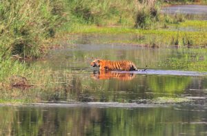Bardiya National Park Tiger