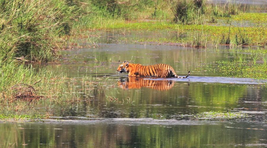 Bardiya National Park Tiger