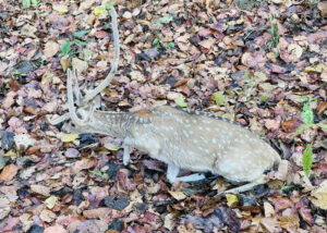Chitwan Musk Deer