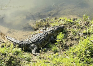 chitwan 3 1