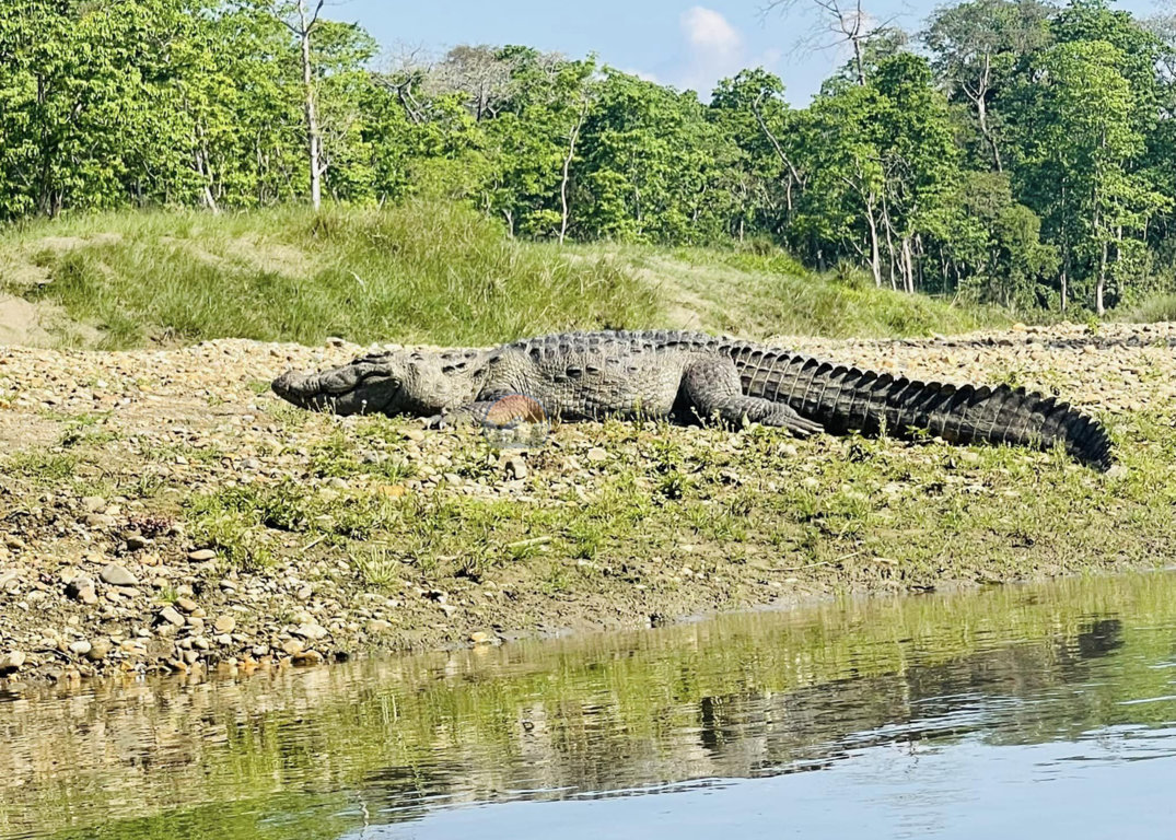 Chitwan Crocodile
