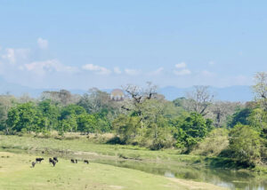 chitwan 8