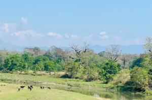 chitwan animals