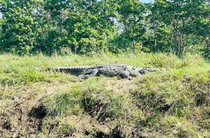chitwan crocodile