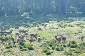 chitwan group of deers