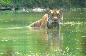 chitwan sightseeing 1