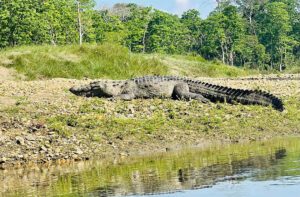 crocodile 2