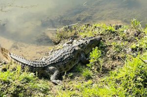 Crocodile