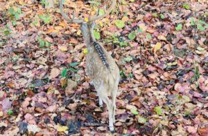 deer 1