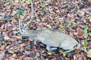 deer