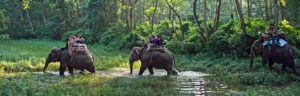 elephant ride