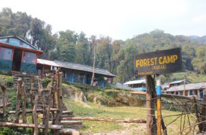 forest camp