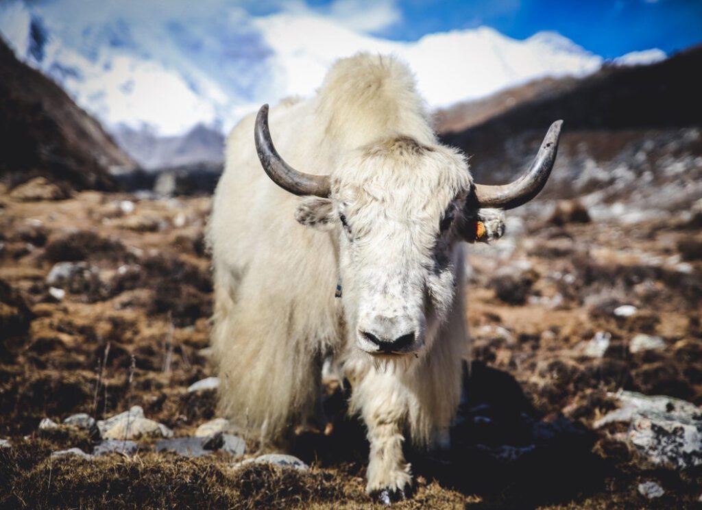 himalayan yak