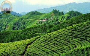 ilam