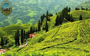 ilam area