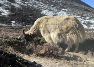 Yak