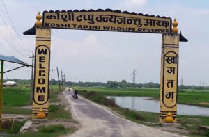 koshi tappu