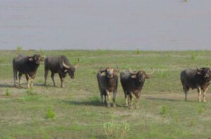 koshi tappu sightseeing