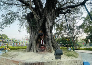 Lumbini Tree