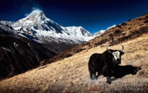 manaslu yak