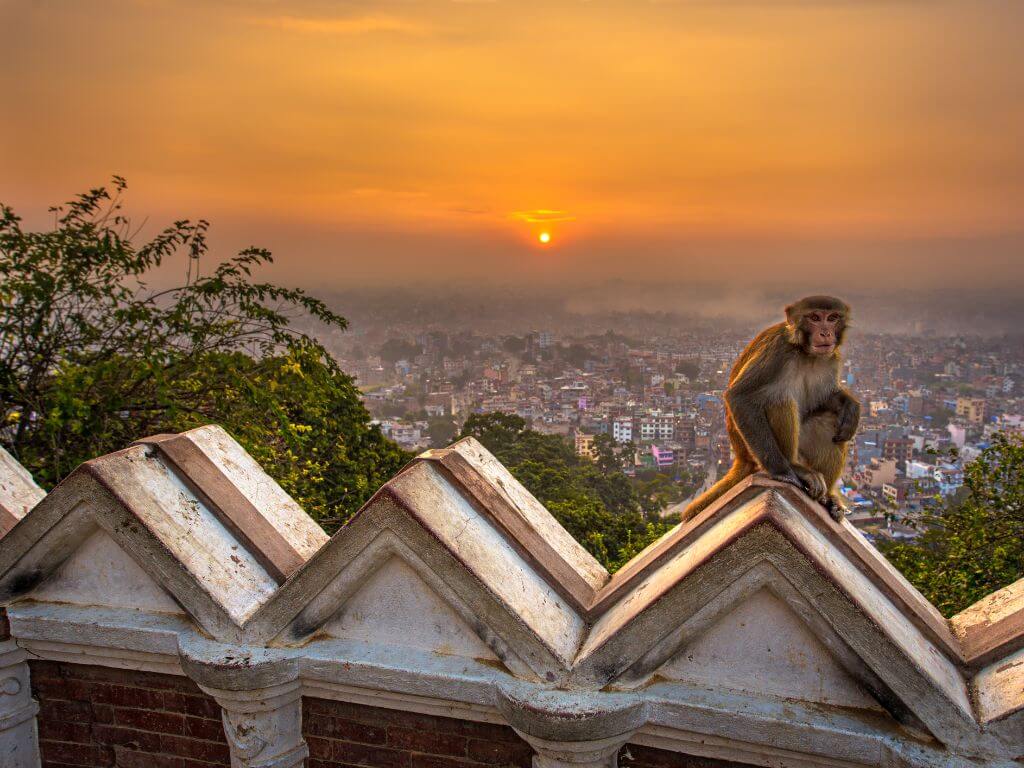 Monkey temple during Nepal highlights tour