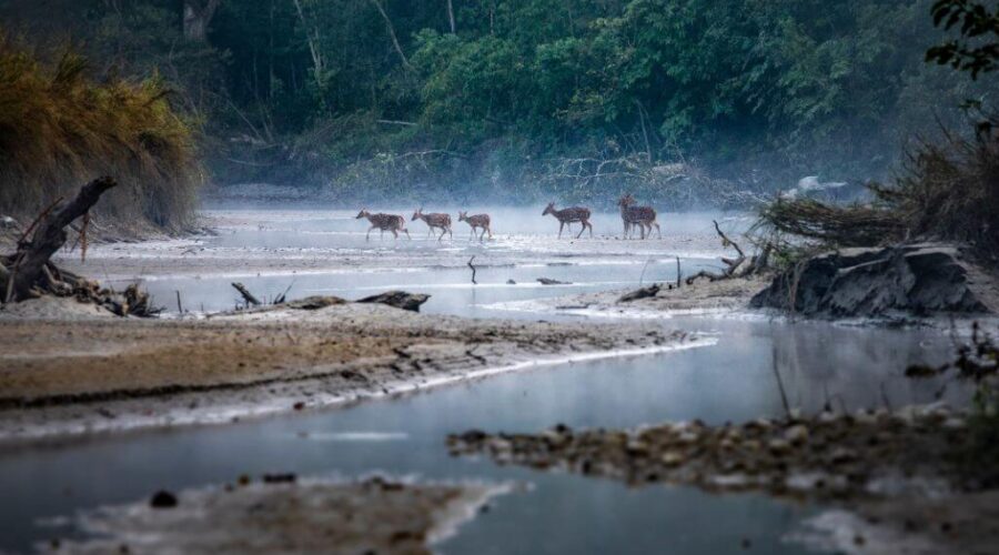 Chitwan river deer during Nepal highlights tour