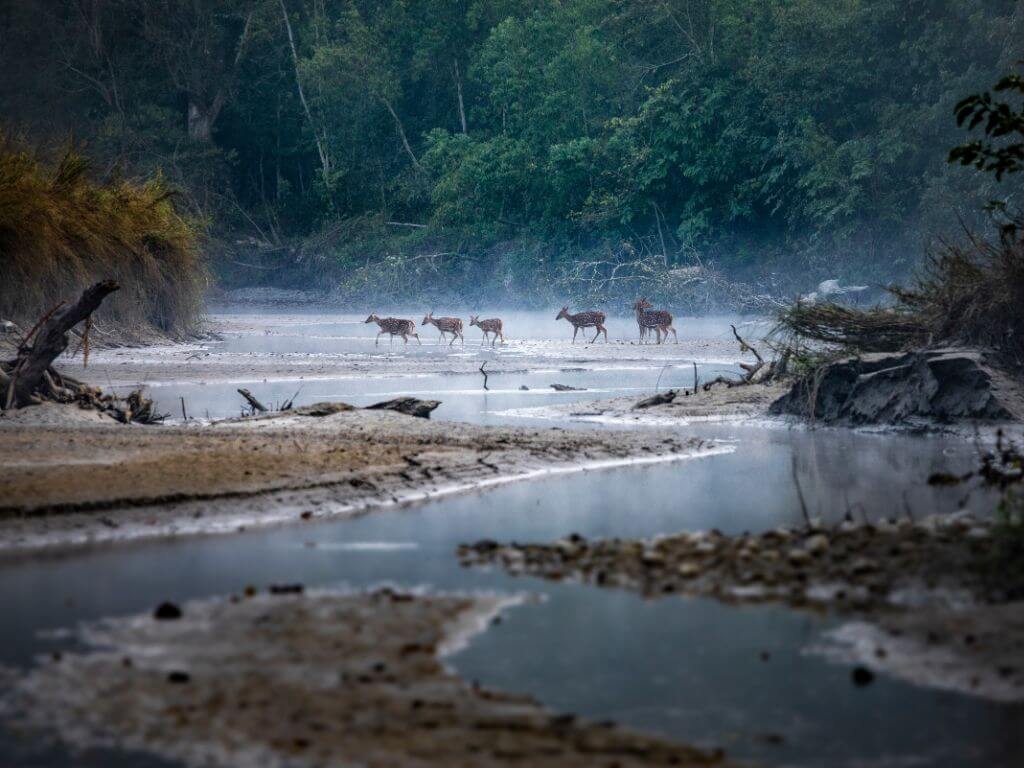 Chitwan river deer during Nepal highlights tour