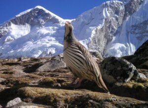 nepali bird