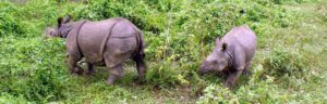 rhino