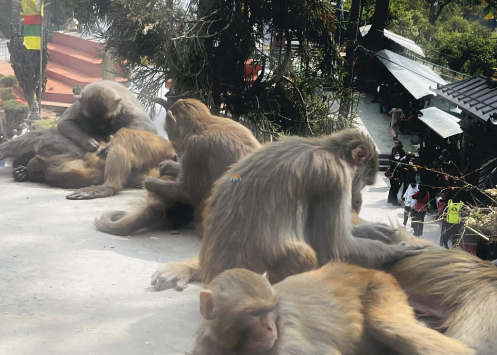 Swayambhunath Monkey