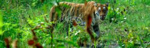 tiger