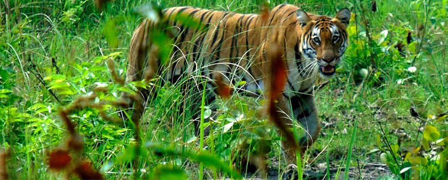 Nepal Wildlife Tour - Bardia National Park | Asian Heritage