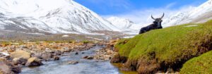 yak in langtang