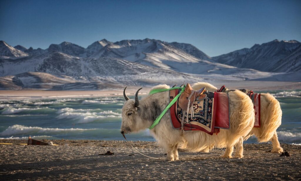 Yaks in Tibet highlands by Asian Heritage