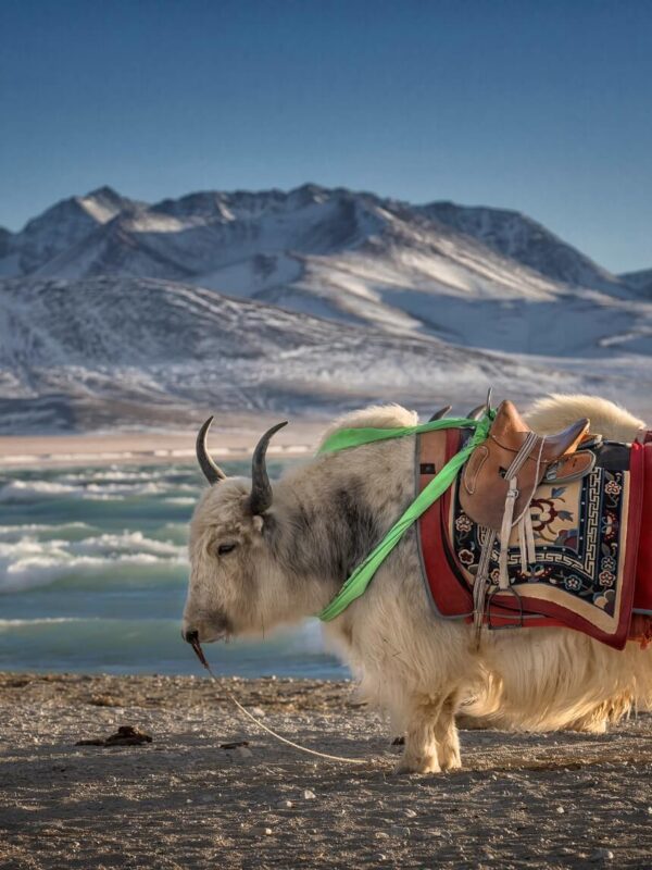 Yaks in Tibet highlands by Asian Heritage