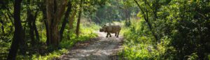 Nepal wildlife tour Bardia