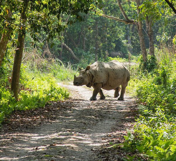 Nepal wildlife tour Bardia