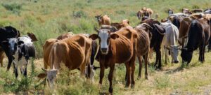 animal farming