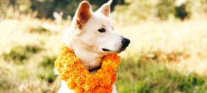 kukur tihar