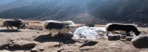 yak herds
