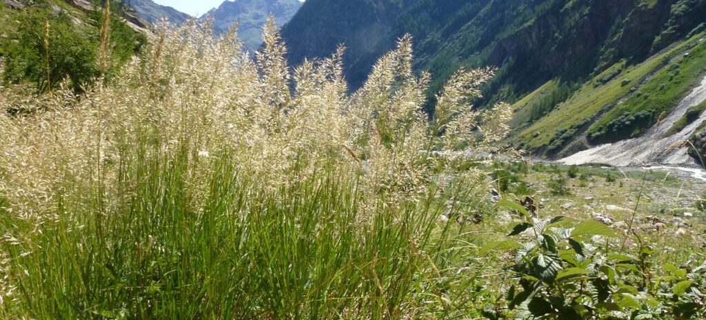 alpine grasses