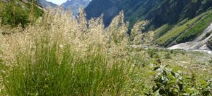 alpine grasses
