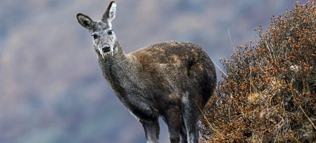 musk deer