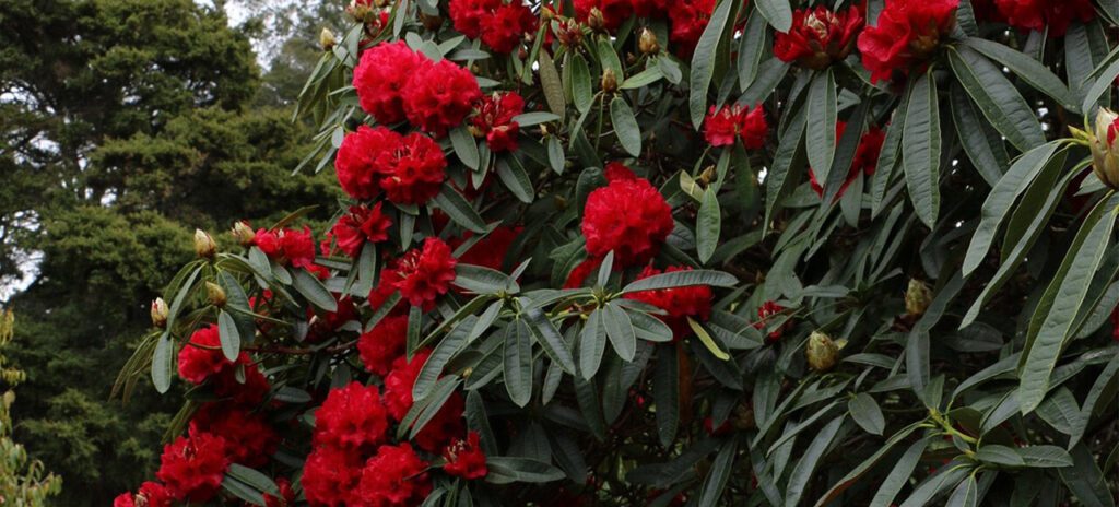 rhododendron, Trekking Manaslu Circuit