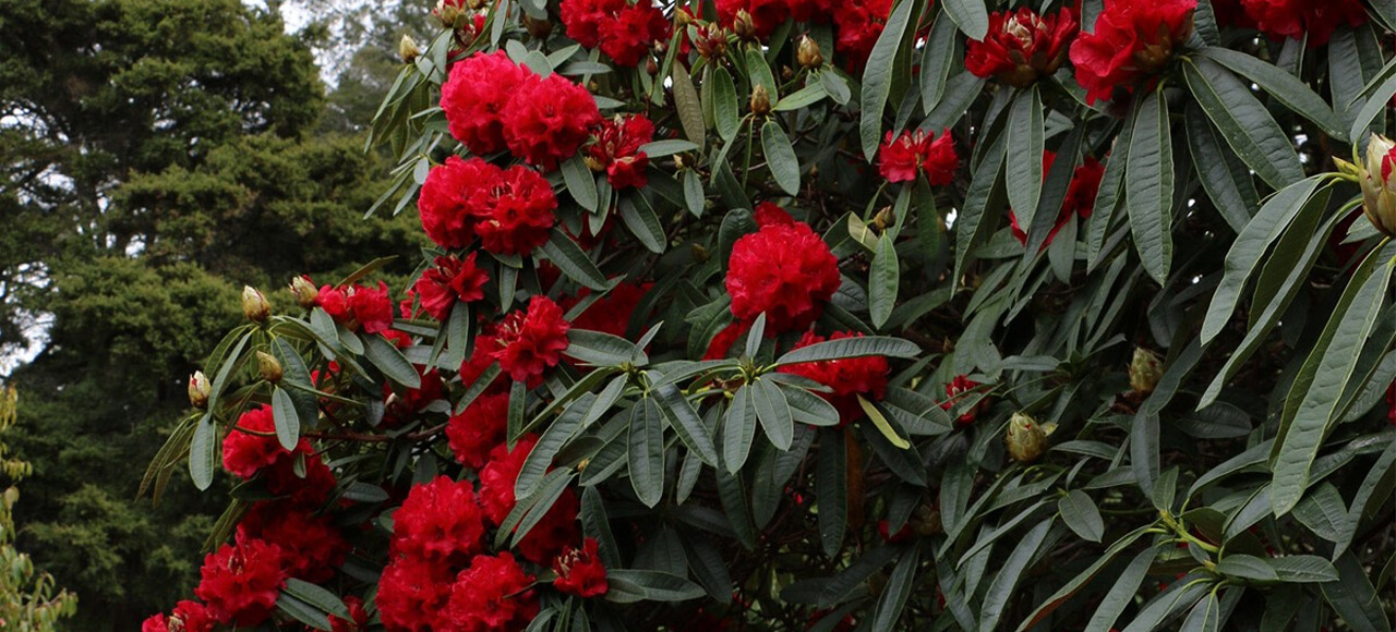 rhododendron